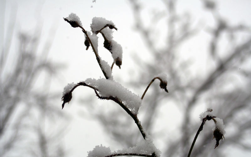 Winterrosen