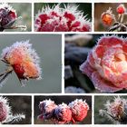 Winterrosen