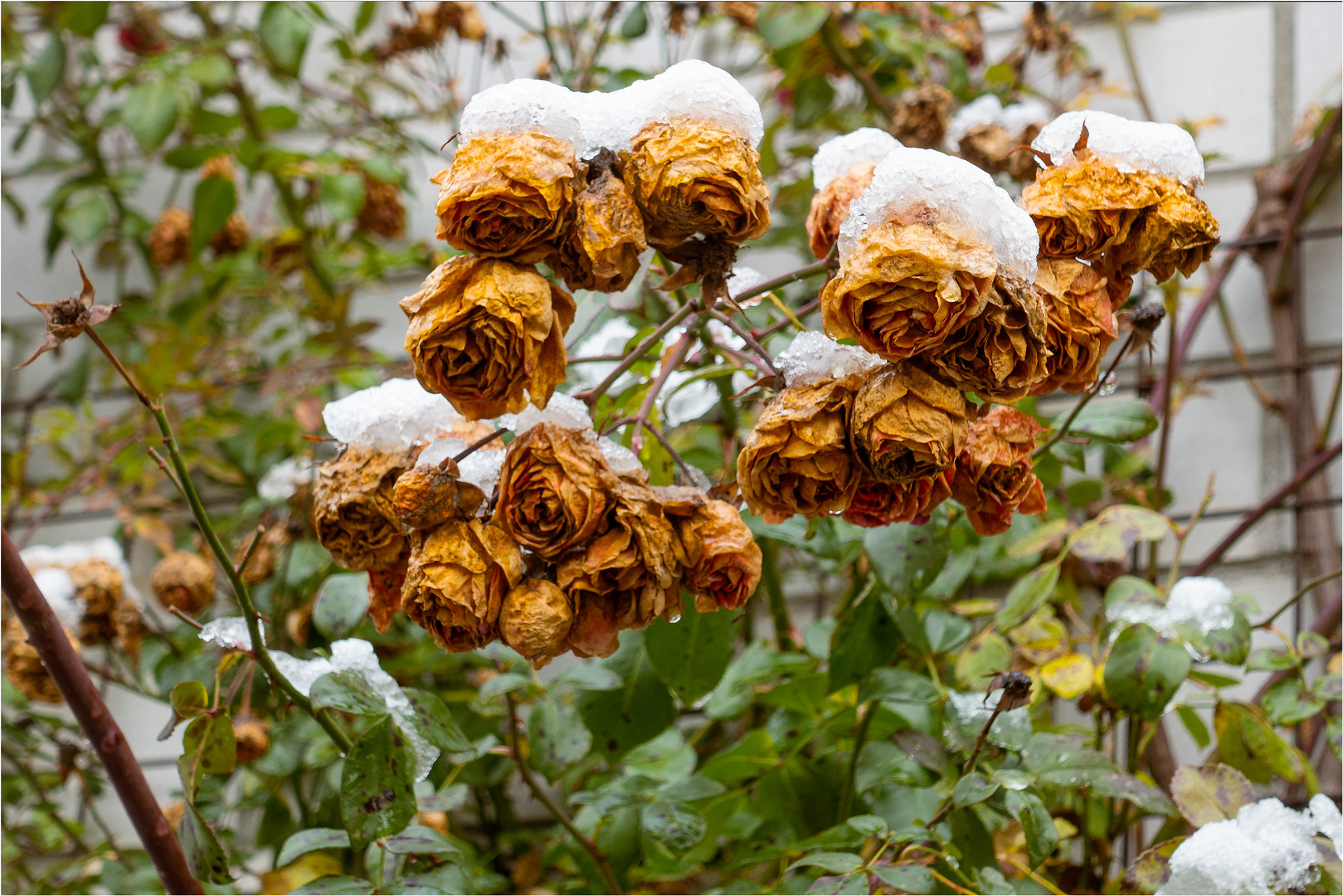 Winterrosen