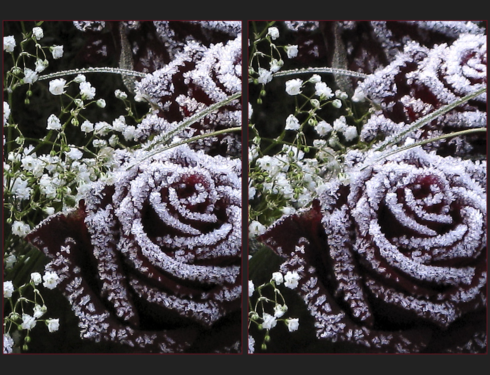 Winterrosen (Detail)
