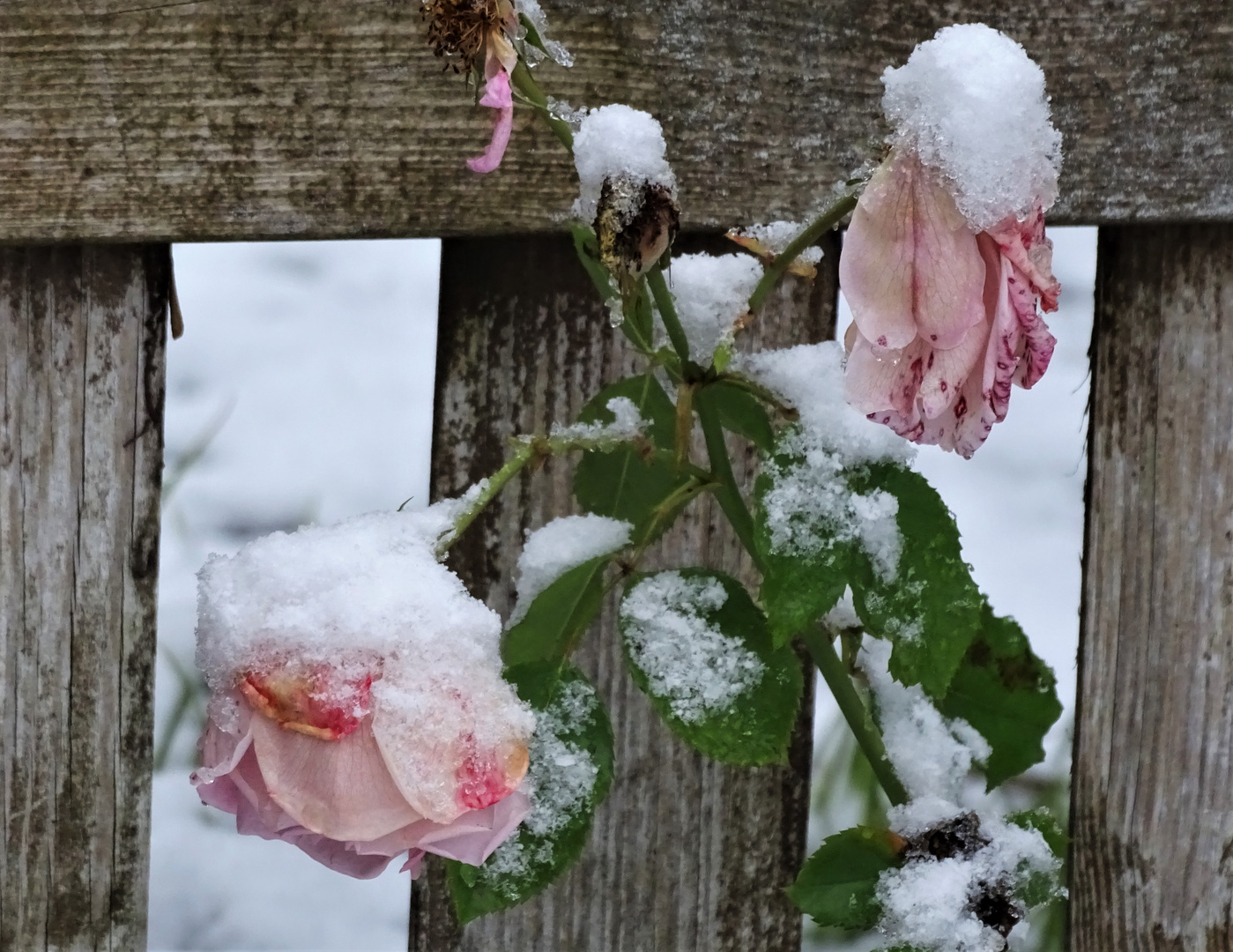 Winterrsosen im Schnee