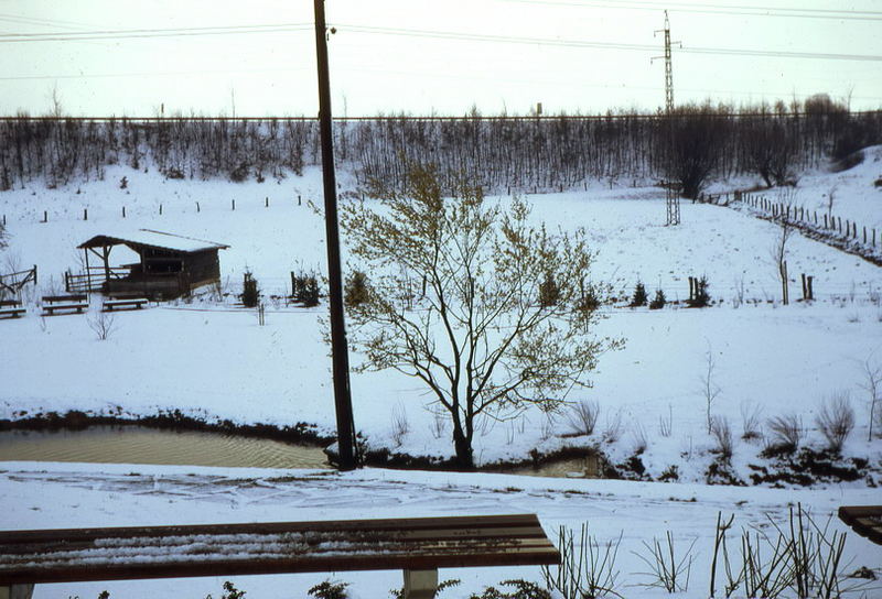 Winterrückfall April 1972, erste Blüten