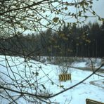 Winterrückfall April 1972, erste Blüten II