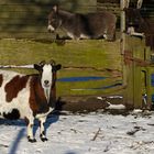 Winterruh bei den Streicheltieren