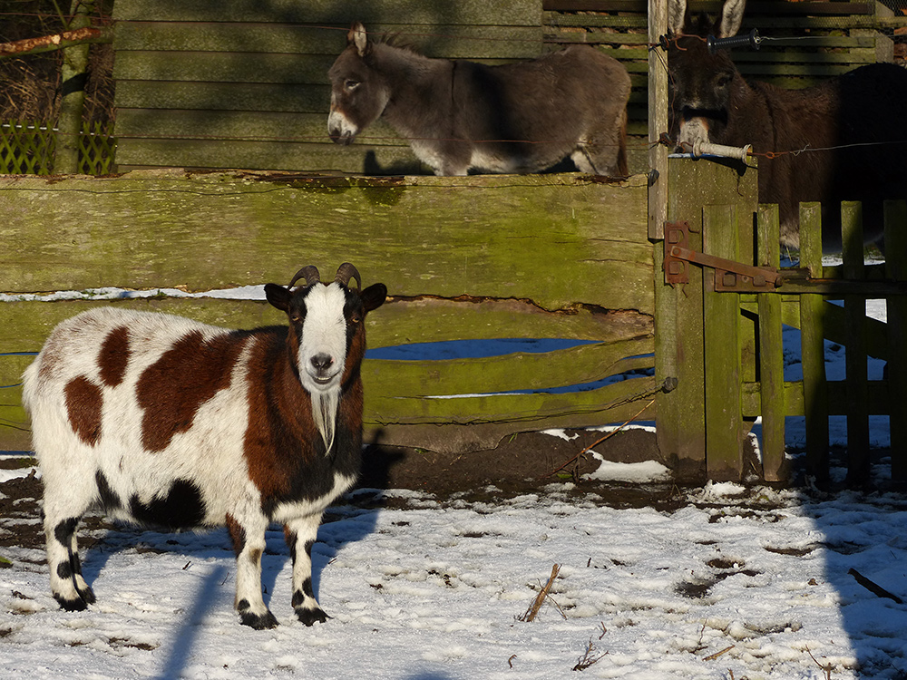 Winterruh bei den Streicheltieren