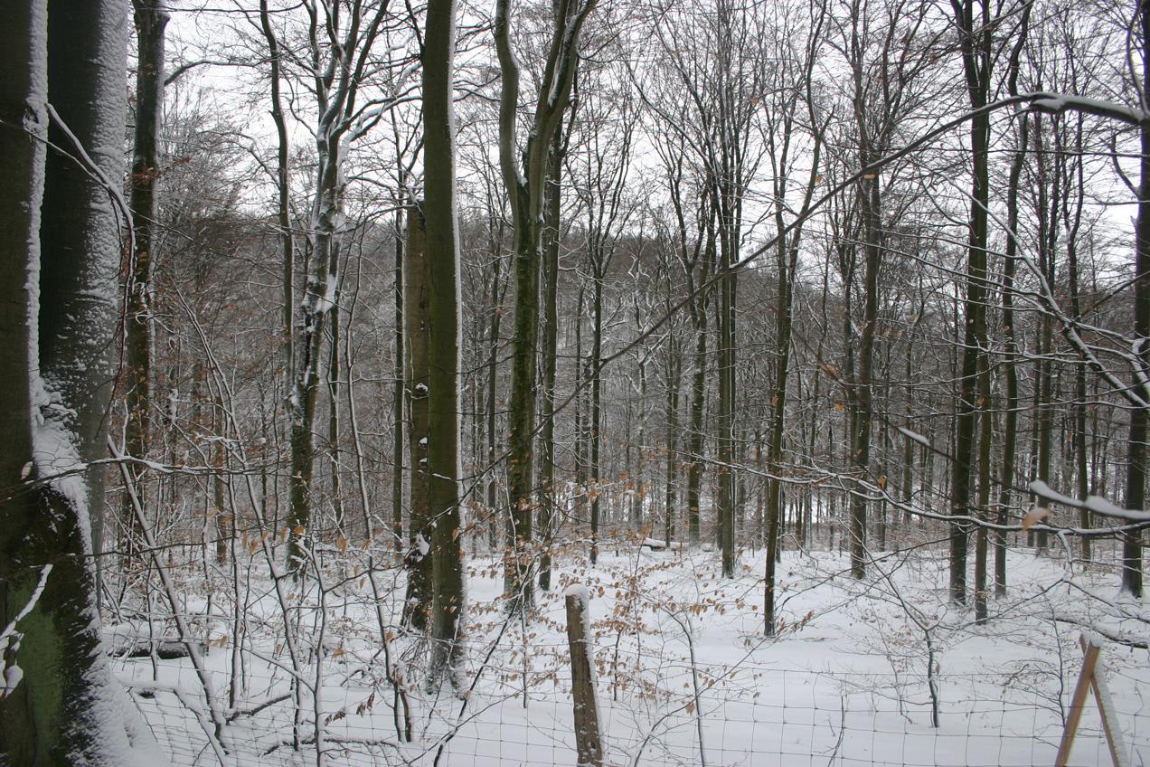 Winterruhe