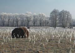 Winterruhe