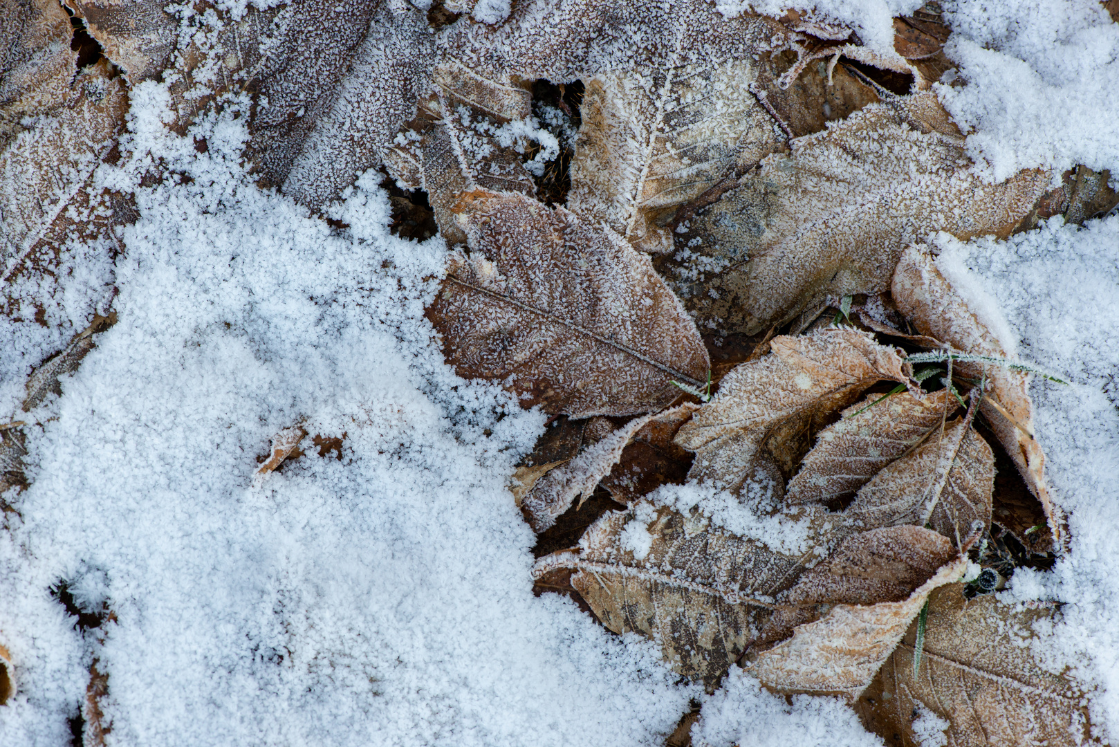 Winterruhe