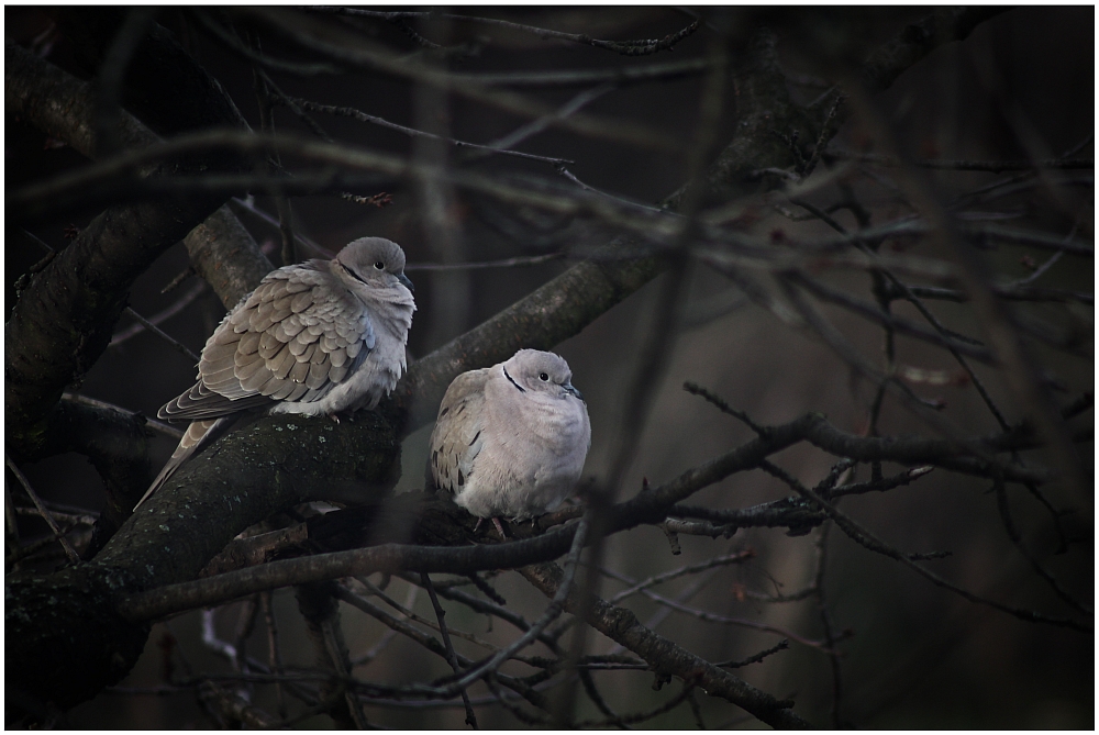 Winterruhe