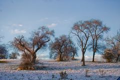 Winterruhe auf der Streuobstwiese