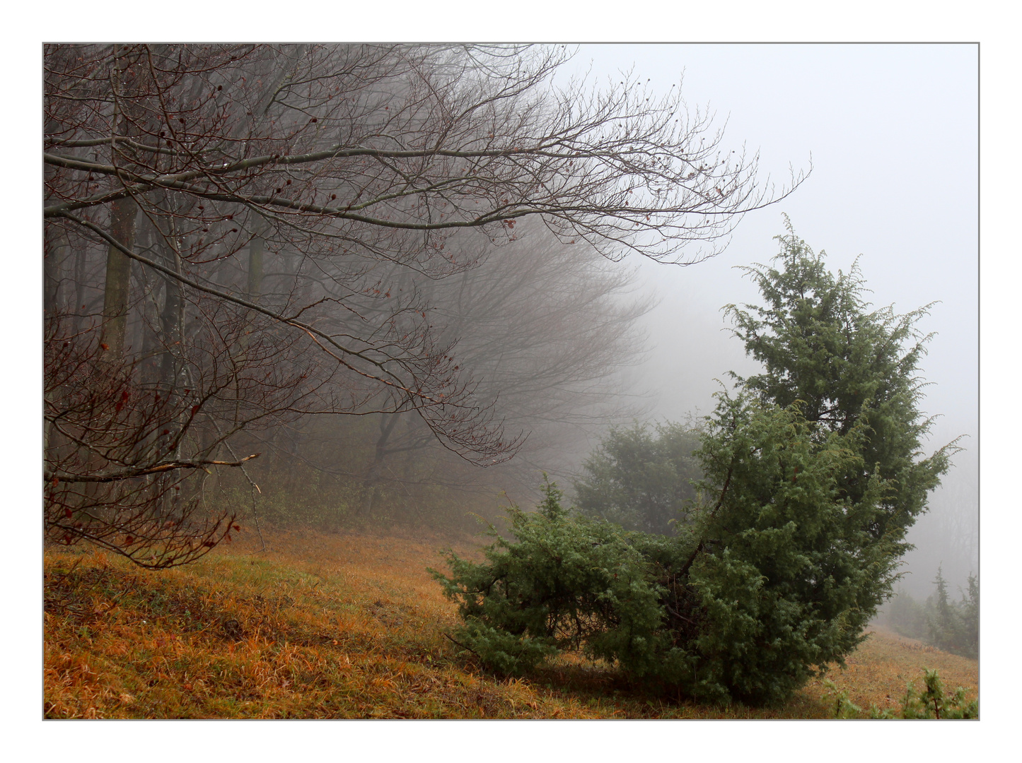 Winterruhe auf der Wacholderheide.