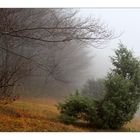 Winterruhe auf der Wacholderheide.