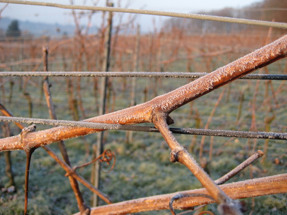 Winterruhe beim Wein