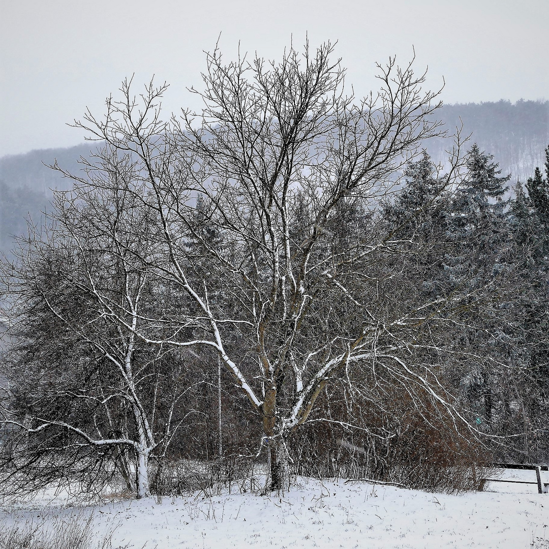 Winterruhe für die Nussbäume