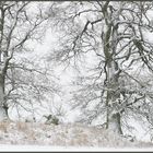 Winterruhe: Großsteingrab bei Gnewitz, Landkreis Rostock