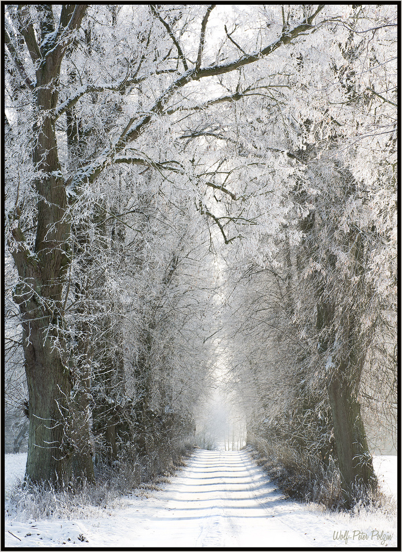 Winterruhe II: Lindenalle bei Spotendorf, Landkreis Rostock