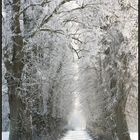 Winterruhe II: Lindenalle bei Spotendorf, Landkreis Rostock