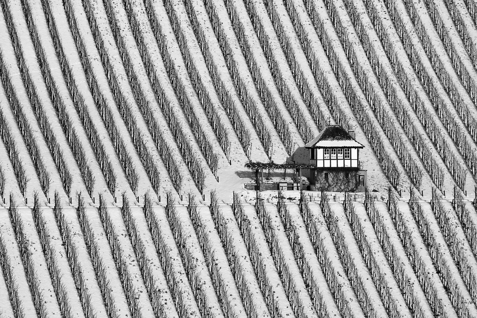 Winterruhe im Rebberg