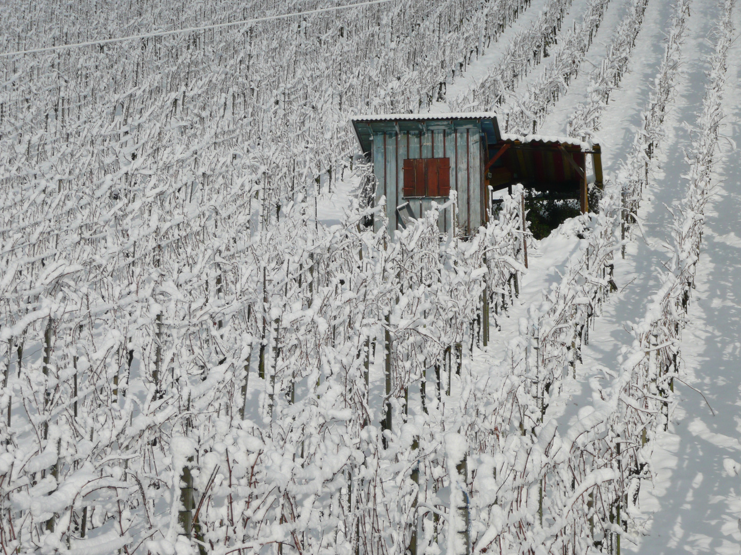 Winterruhe im Rebberg