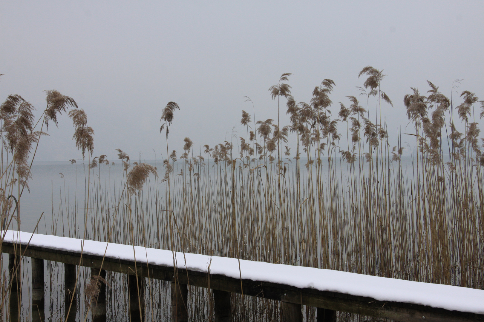 Winterruhe im Schilf