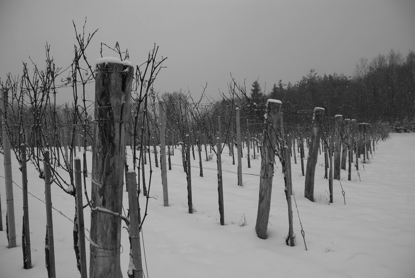 Winterruhe im Weinberg