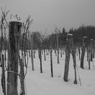 Winterruhe im Weinberg