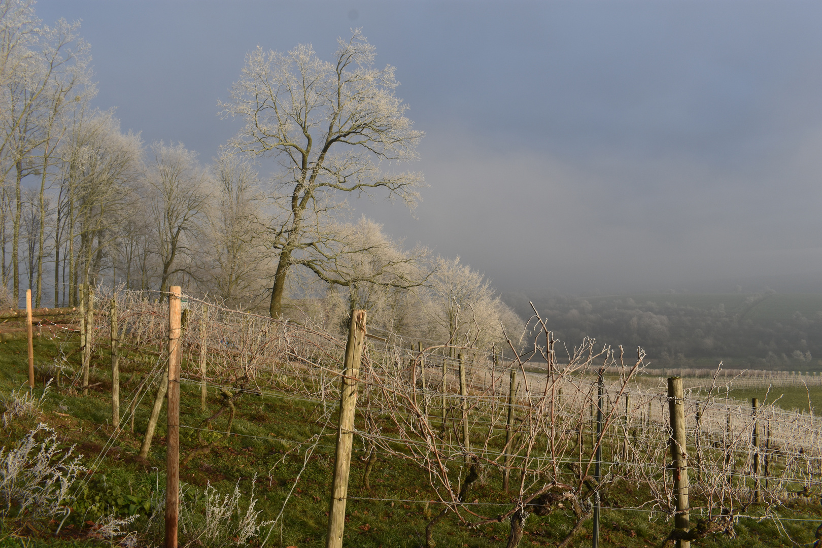 Winterruhe im Weinberg