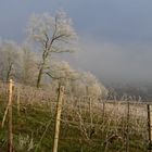 Winterruhe im Weinberg