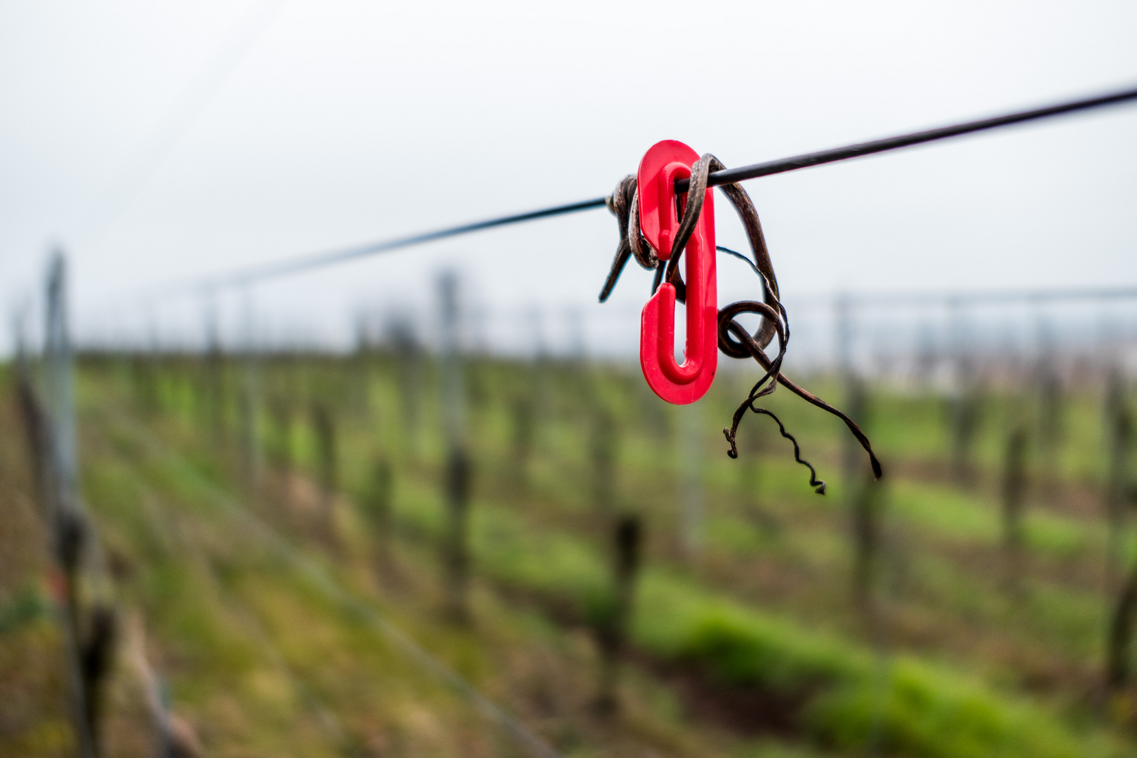 Winterruhe im Weinberg