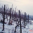 Winterruhe im Weinberg