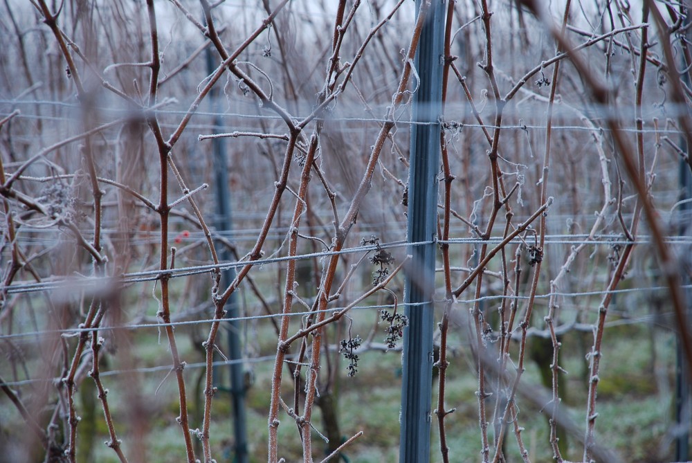 Winterruhe im Weinberg