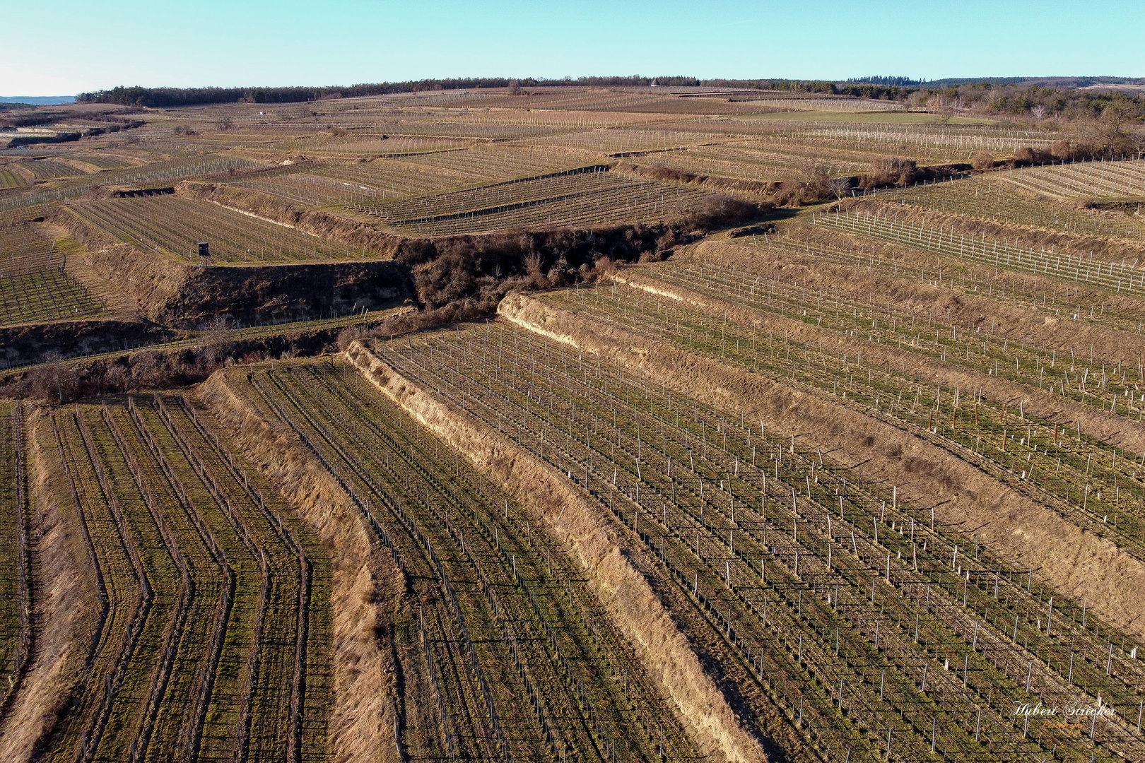 Winterruhe in den Weinbergen