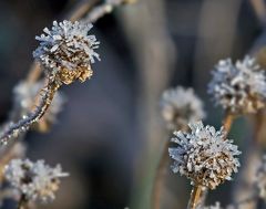 Winters Beißerchen I