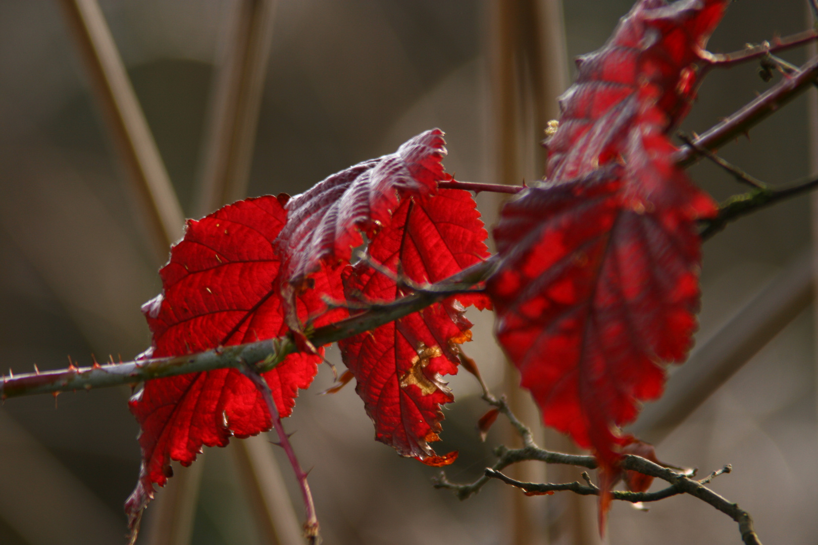 Winter's Fall Color