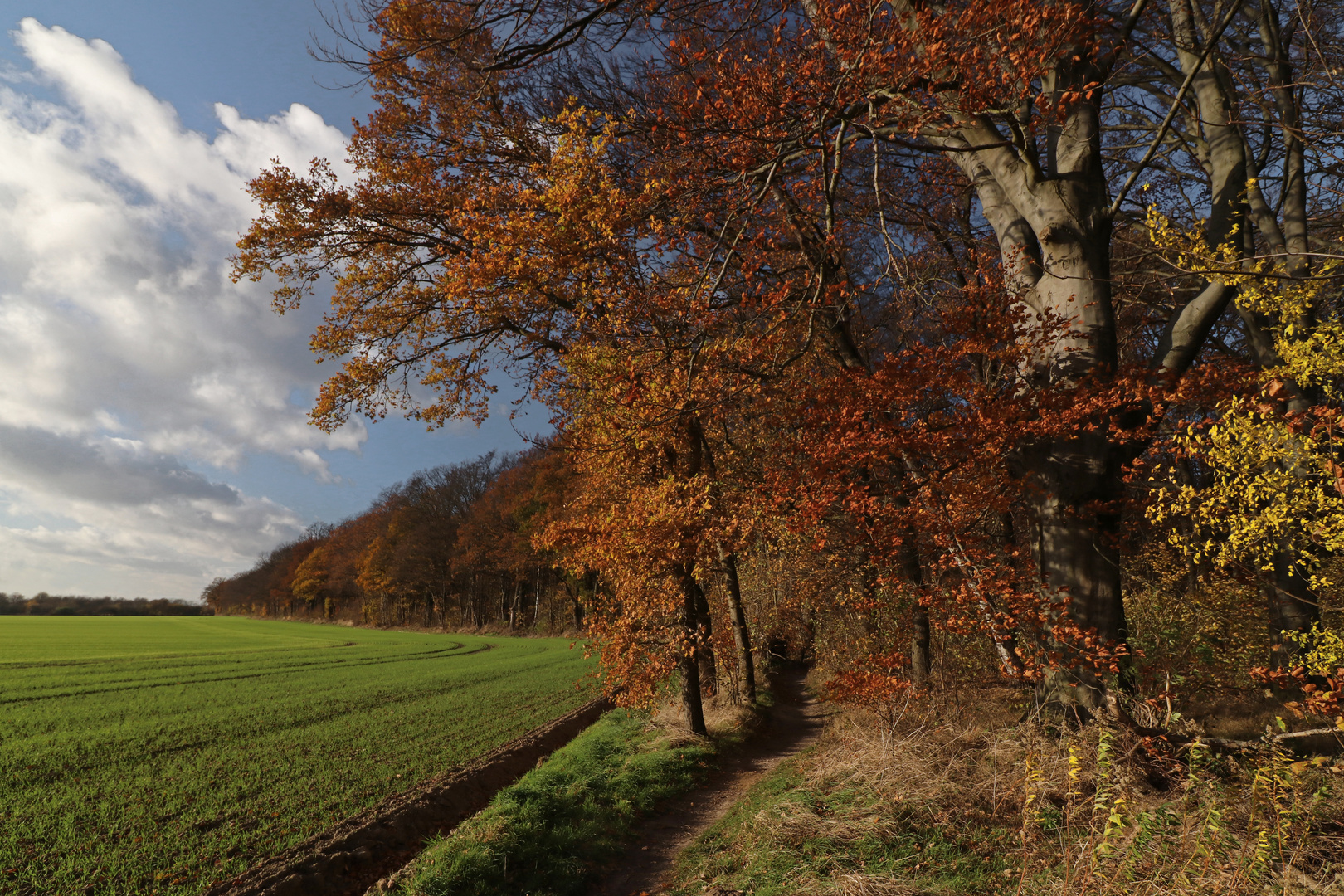 Wintersaat am Waldrand