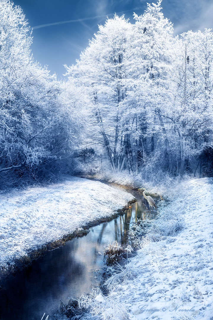 Winter_Scene_Stuhr_Fischreiher