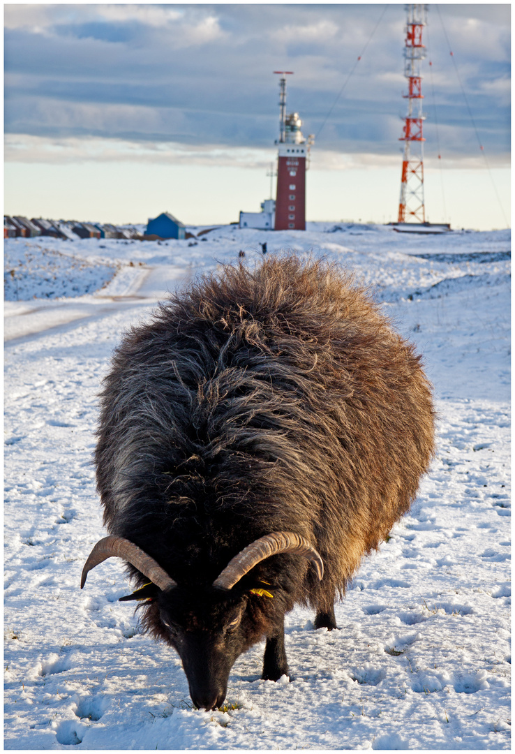 Winterschaf