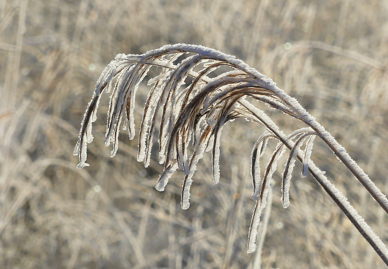 Winterschilf