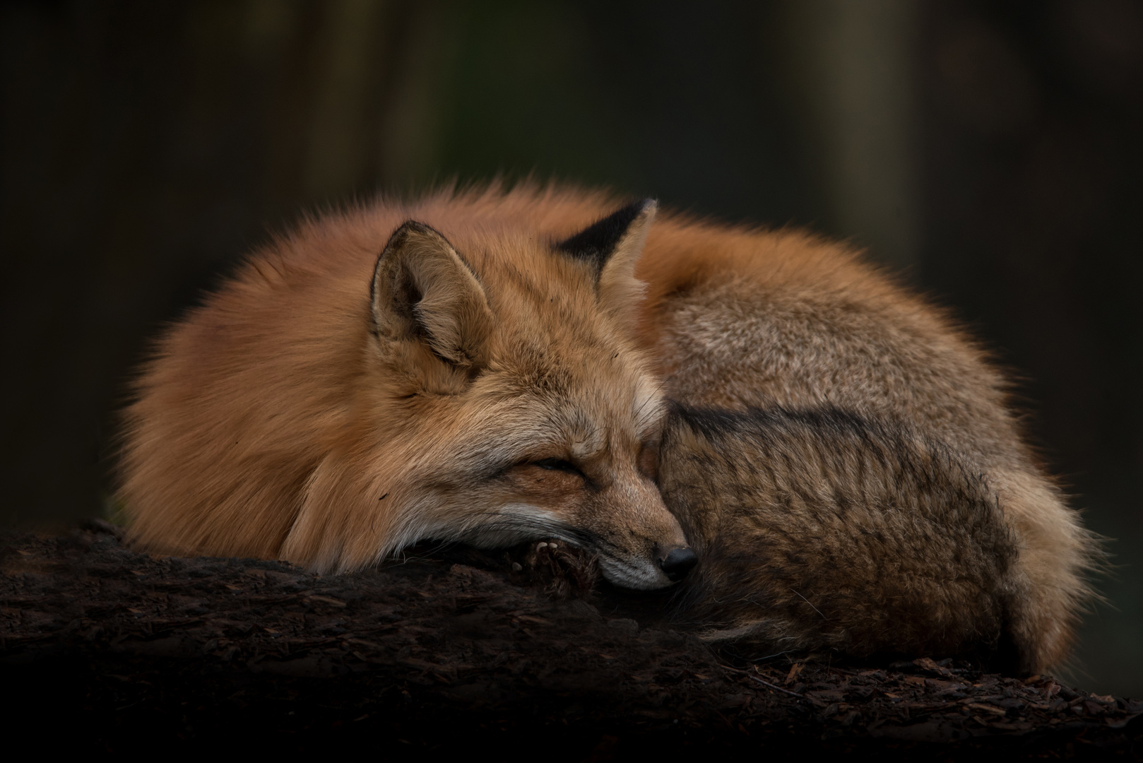 Winterschlaf Foto & Bild | tierportrais , outdoor, schlafen Bilder auf