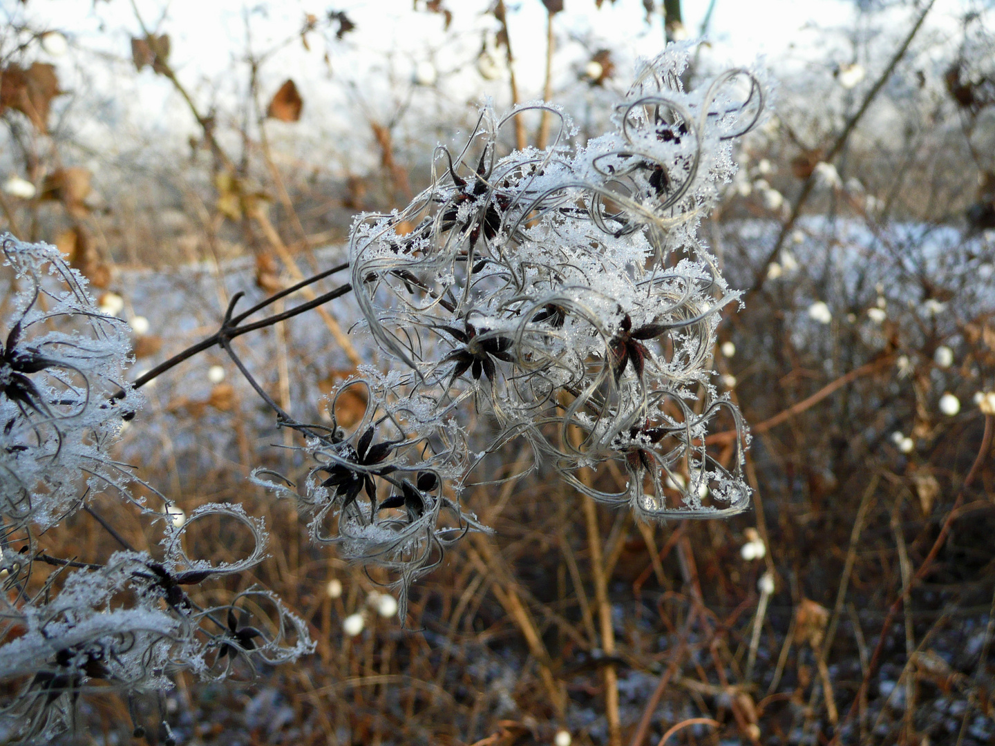 Winterschlaf