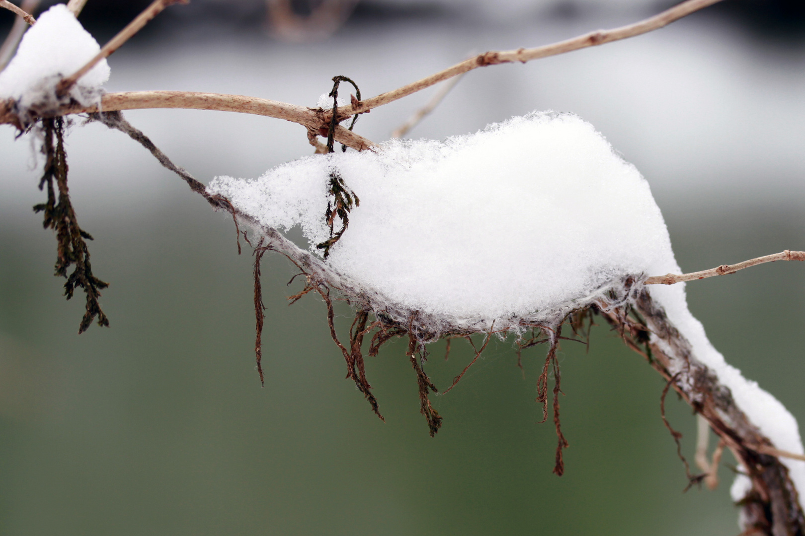 Winterschlaf