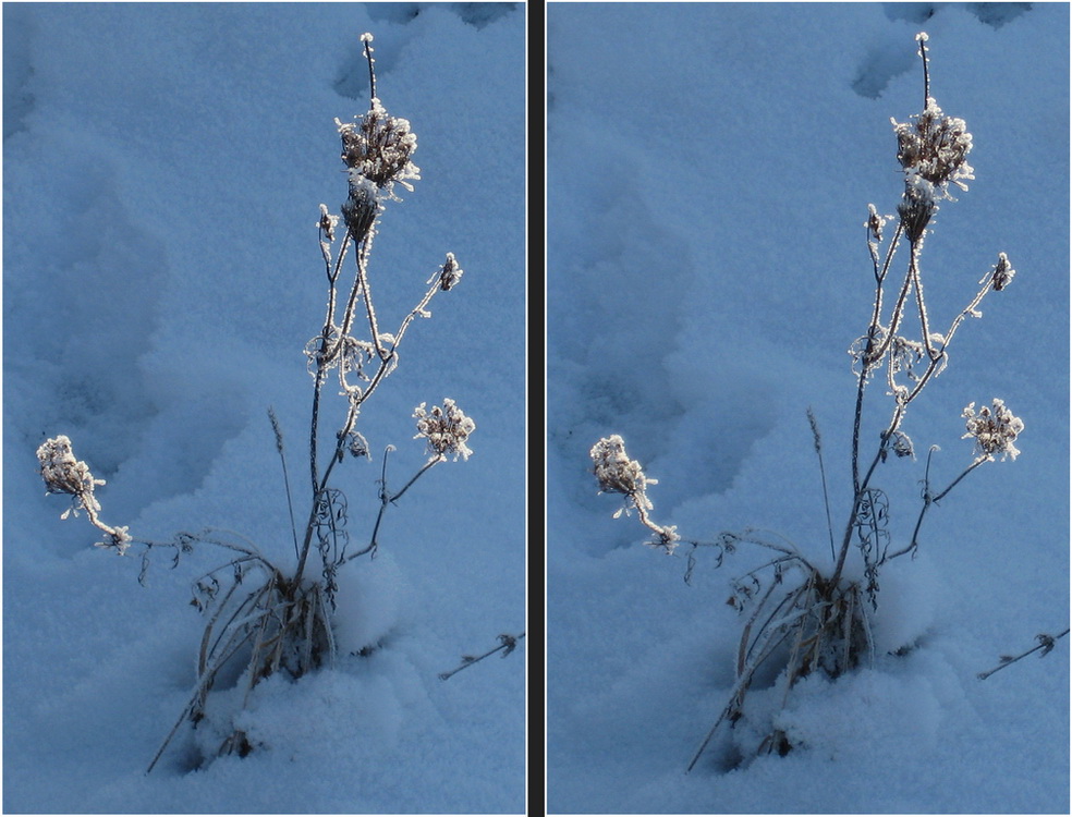 Winterschlaf (3D-Kreuzblick-Foto)