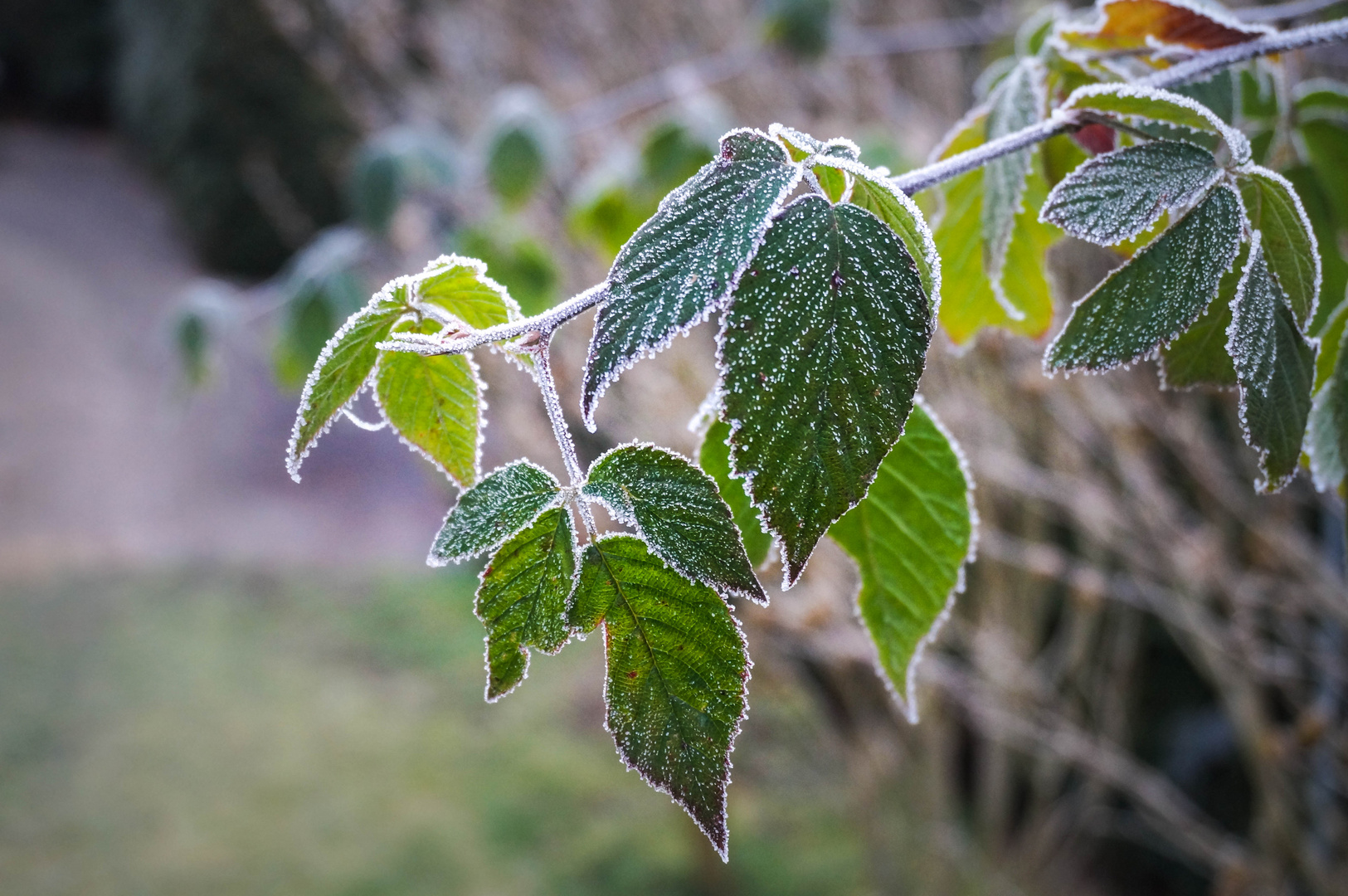 Winterschlaf