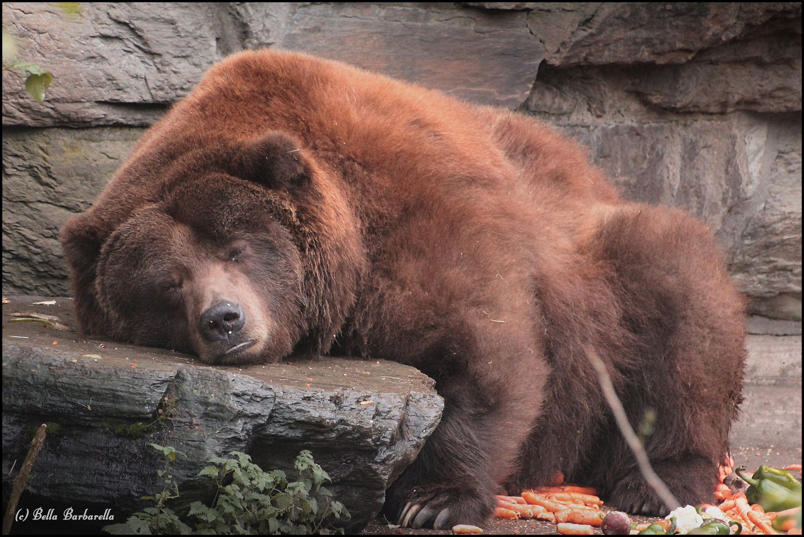 Winterschlaf Foto & Bild | tiere, zoo, wildpark & falknerei, bären