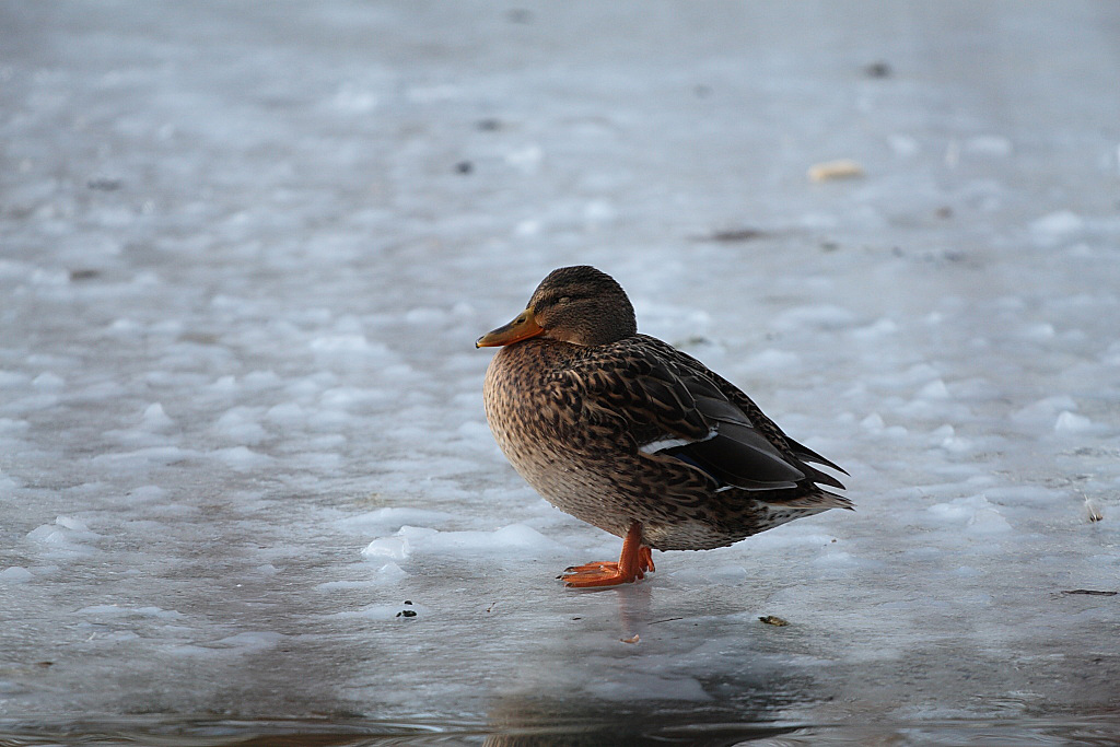 Winterschlaf