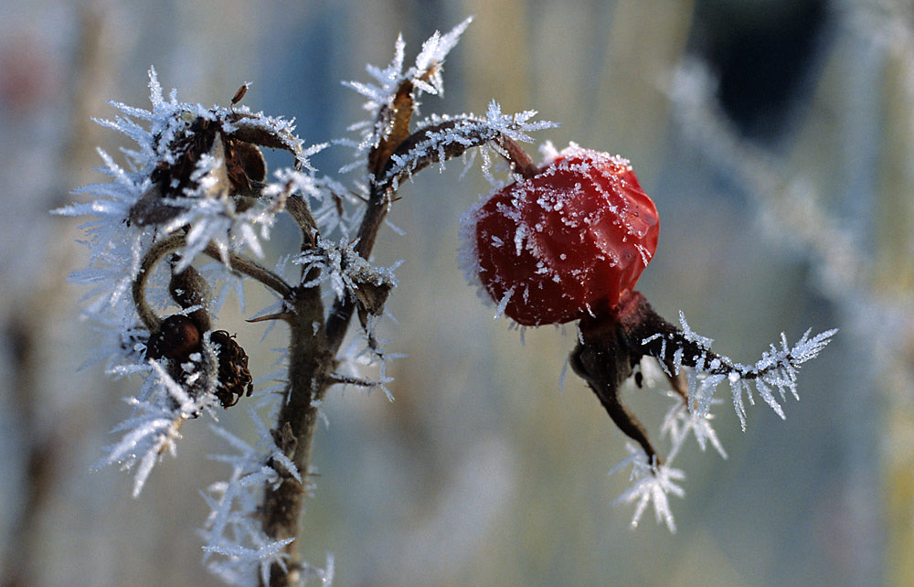 Winterschlaf