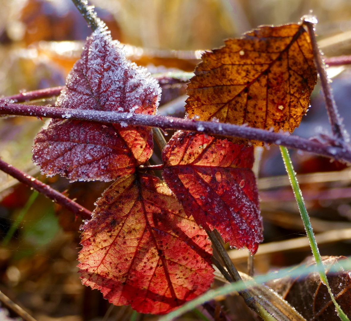 Winterschlaf