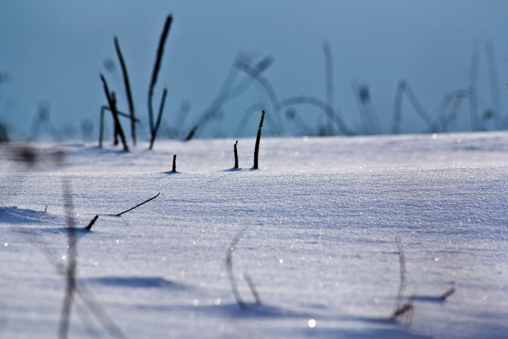 Winterschlaf