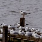 Winterschlaf am Steinhuder Meer