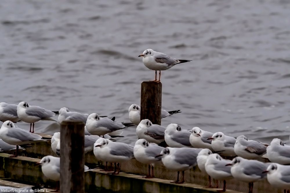 Winterschlaf am Steinhuder Meer